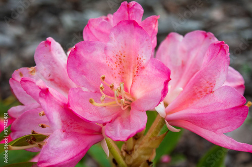 Beautiful  pink flowers of the  Percy Wiseman  rhododendron