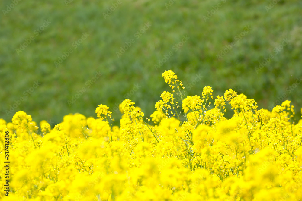 Fototapeta premium 信州 いいやま菜の花畑