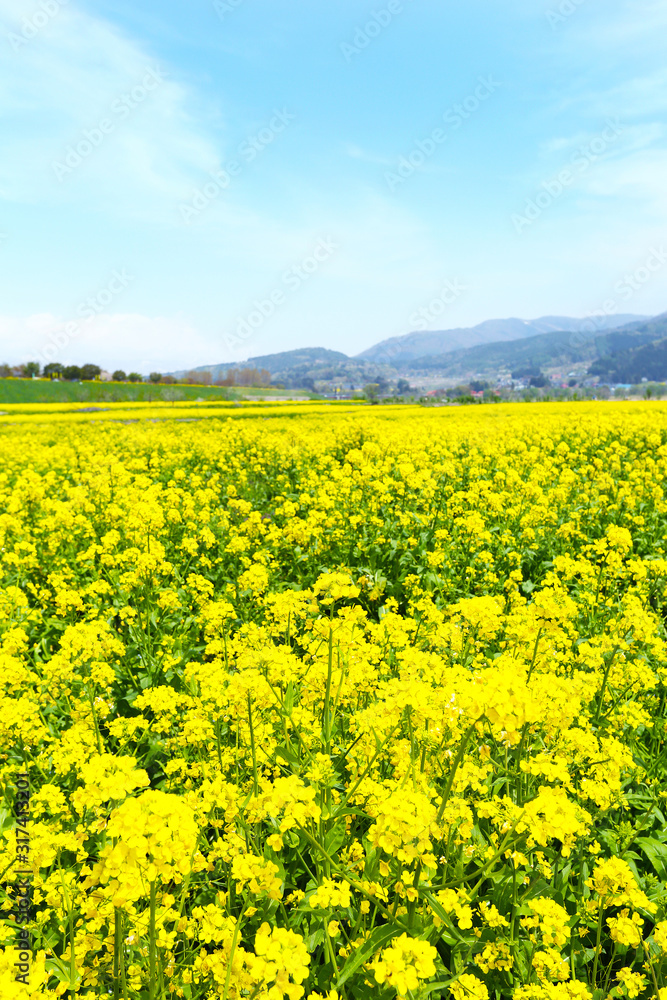 信州 いいやま菜の花畑 信州 いいやま菜の花畑