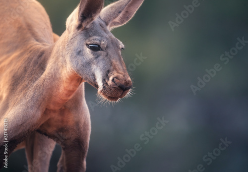 Tableau sur toile Large, wild male red kangaroo (Macropus rufus) portrait
