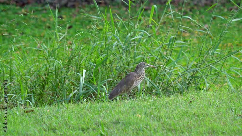Javan Pond-Heron or Ardeola speciosa bird eating an insect Javan Pond-Heron or Ardeola speciosa bird eating an insect