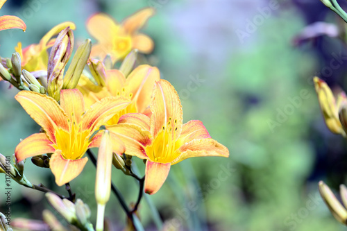 Yellow lily flowers in a summer garden on a bright sunny day close-up