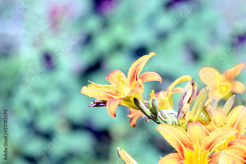 Yellow lily flowers in a summer garden on a bright sunny day close-up