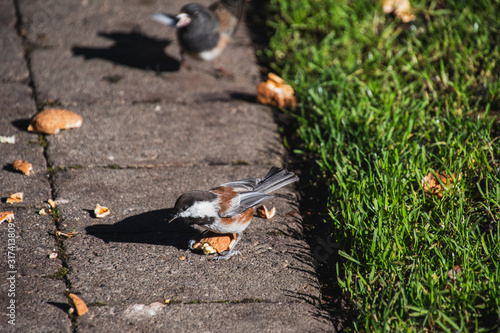 A picture of Chestnut-backed Chickadee eating the walnut . Victoria BC Canada photo