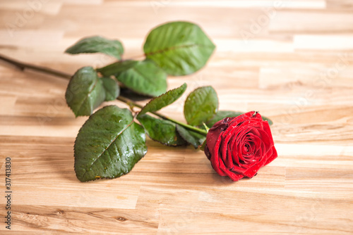 rote Rose am Valentinstag