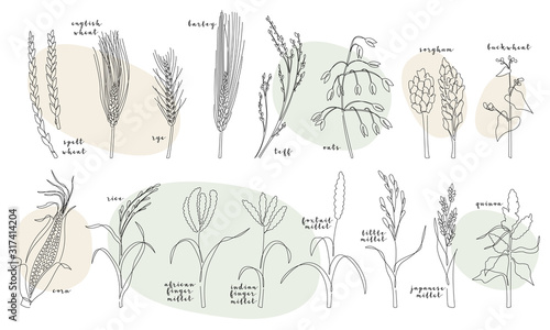 Continuous line grain crops (wheat, rye, barley, oats, teff, corn, millet, rice, quinoa, buckwheat, teff, sorghum). Vector line art. Perfect for logo, packaging design, icon