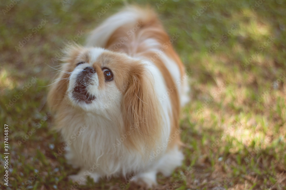 Beautiful little dog breed looking suspiciously. Beautiful little dog breed looking suspiciously.