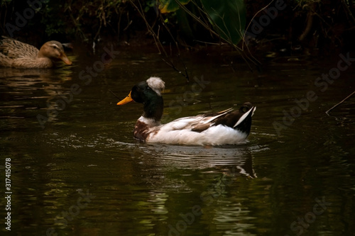 Beautiful ducks  fish swimming in the lake. © Nadiadspringer