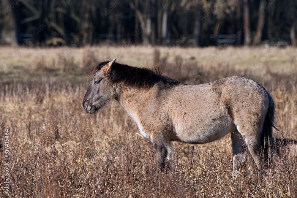 Konik is wild polish horse in his natural environment, Marchegg, Austria Konik is wild polish horse in his natural environment, Marchegg, Austria