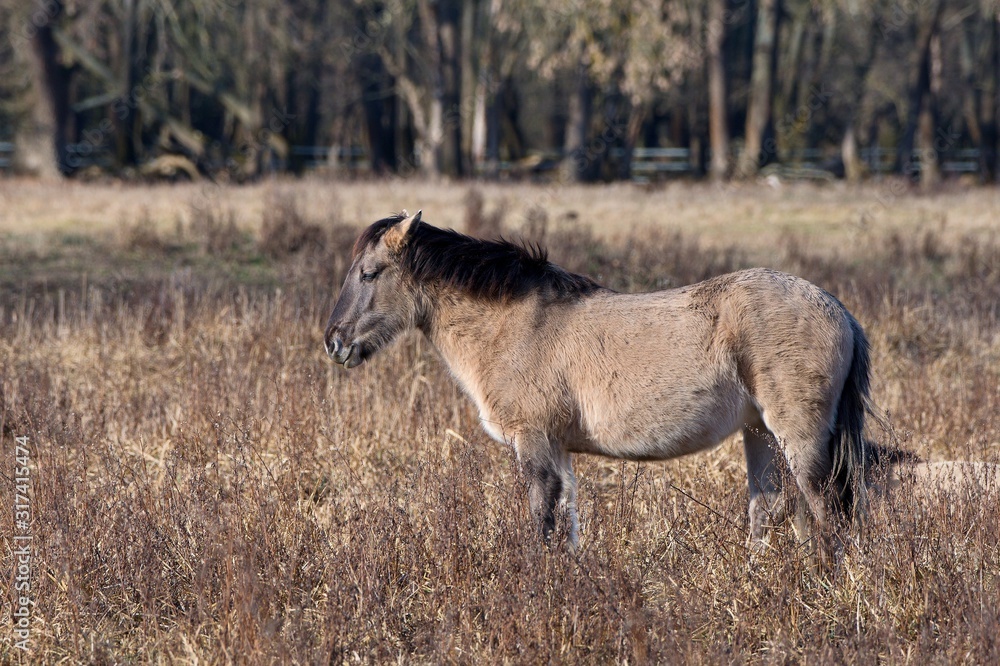 Obraz premium Konik is wild polish horse in his natural environment, Marchegg, Austria