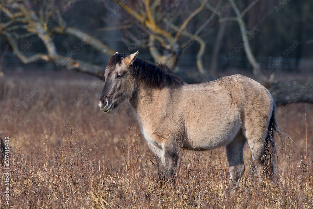 Konik is wild polish horse in his natural environment, Marchegg, Austria Konik is wild polish horse in his natural environment, Marchegg, Austria