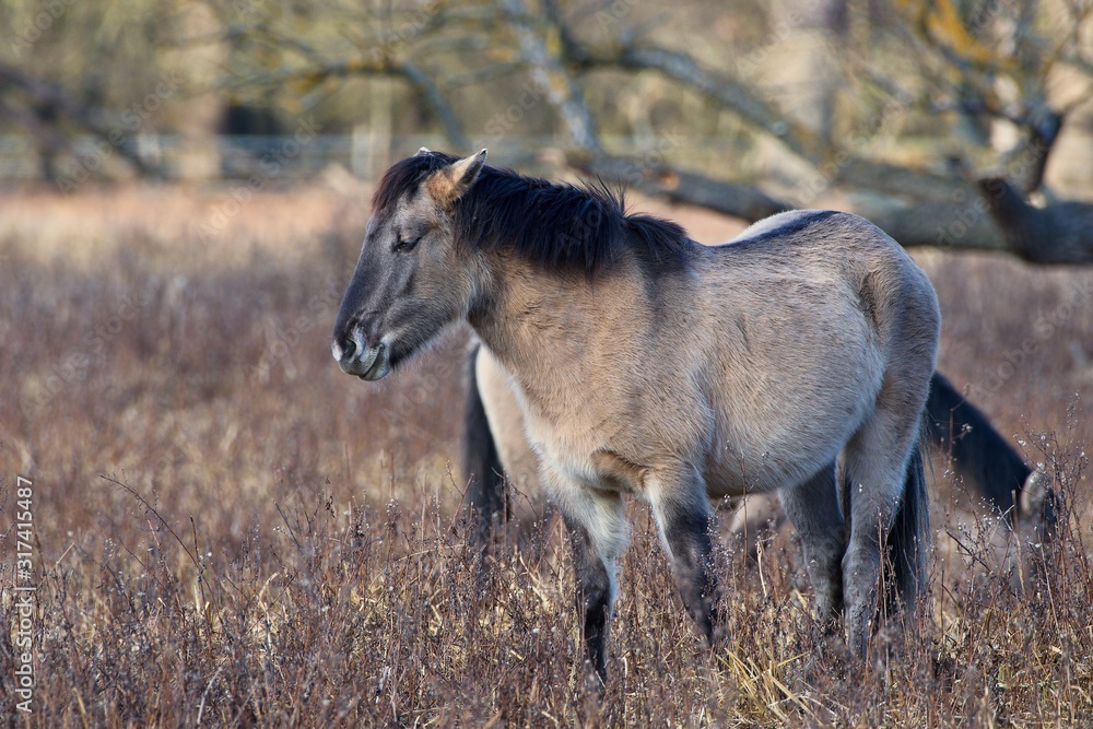Konik is wild polish horse in his natural environment, Marchegg, Austria Konik is wild polish horse in his natural environment, Marchegg, Austria