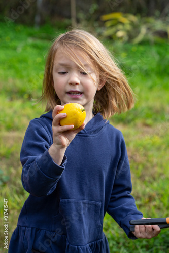 A 6 year old girl outside in a green garden picking lemons with garden clippers