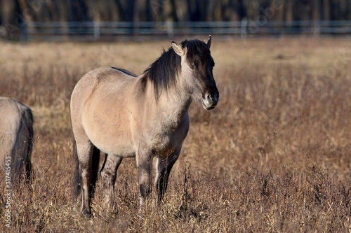 Konik is wild polish horse in his natural environment, Marchegg, Austria © Tom