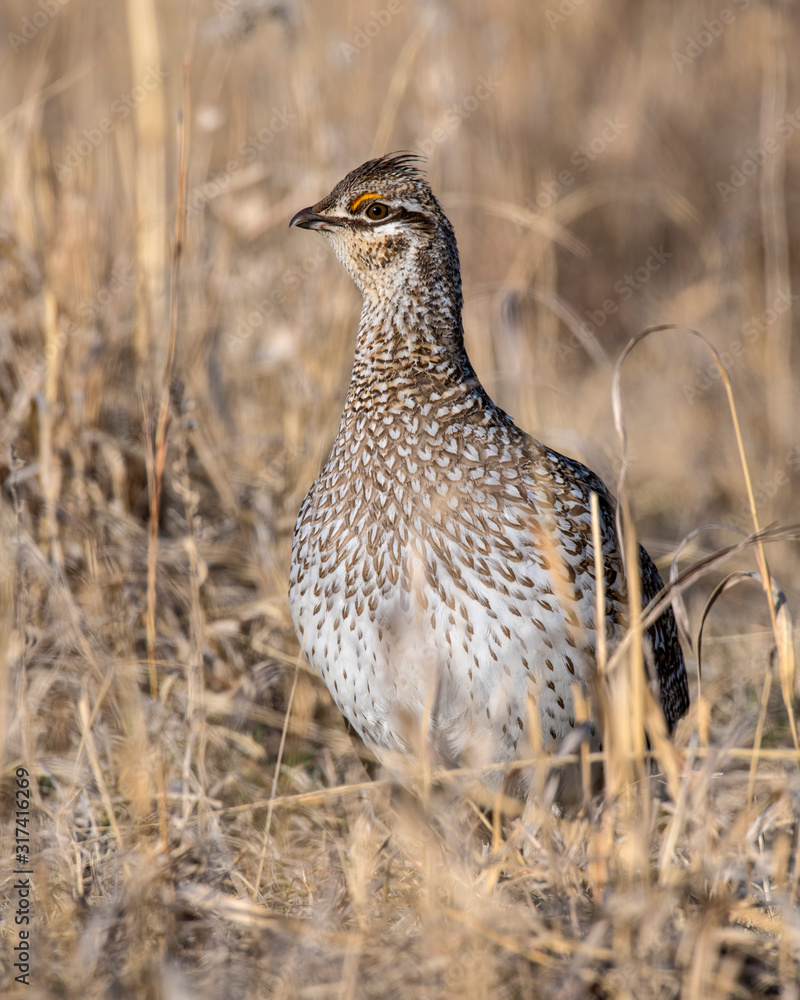 Sharp-tailed Grouse in the Nebraska Sandhills Sharp-tailed Grouse in the Nebraska Sandhills