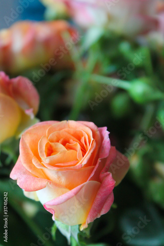 Spring background with blossoming rose buds. Blooming orange  pink and yellow colored flowers. Gift and present for Saint Valentine s Day  International Women s Day  Mother s Day  wedding or date