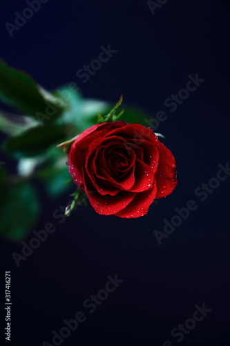 Red rose and black or blue background.Close up rose.For valentine's day.