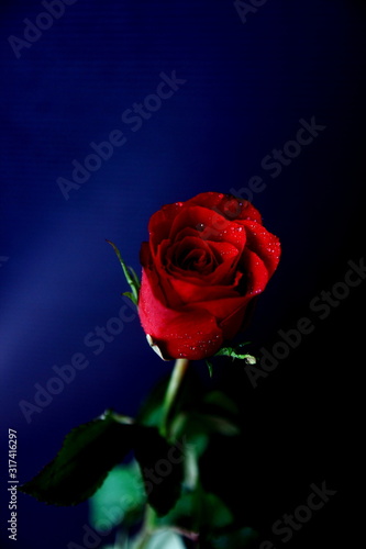 Red rose and black or blue background.Close up rose.For valentine s day.