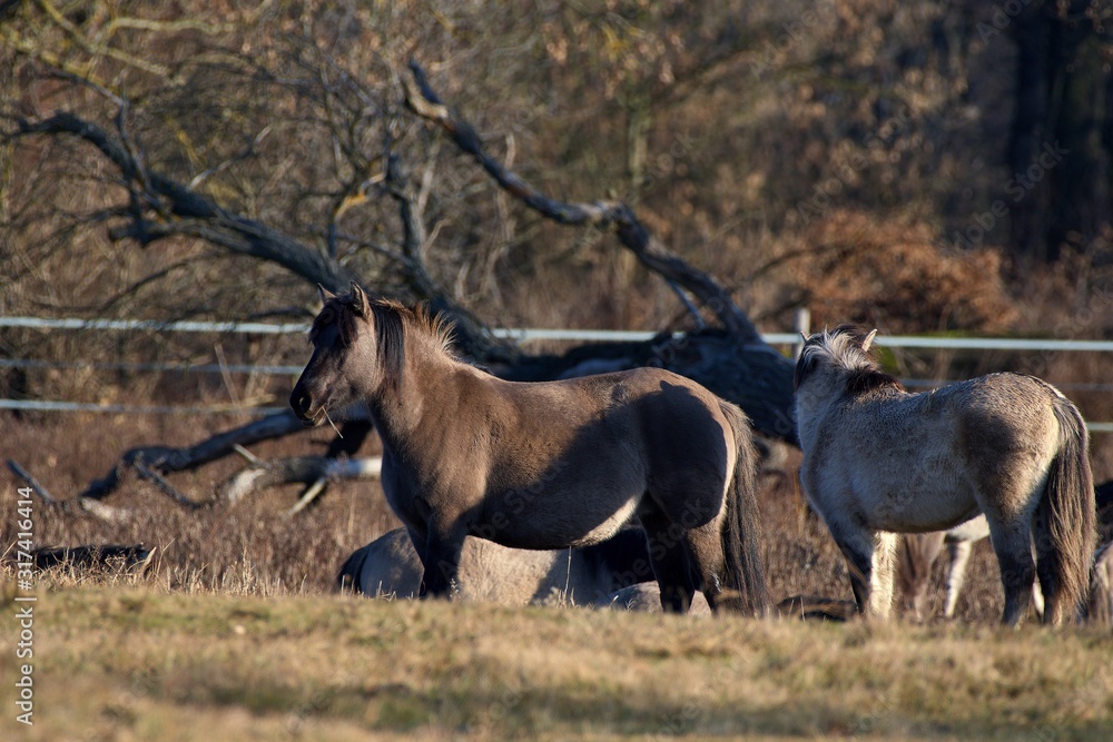 Fototapeta premium Herd of wild Polish horses in autumn pasture, Marchegg, Austria