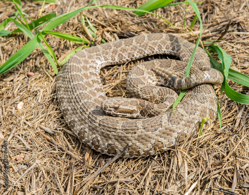 Foto Western Massasauga Rattlesnake