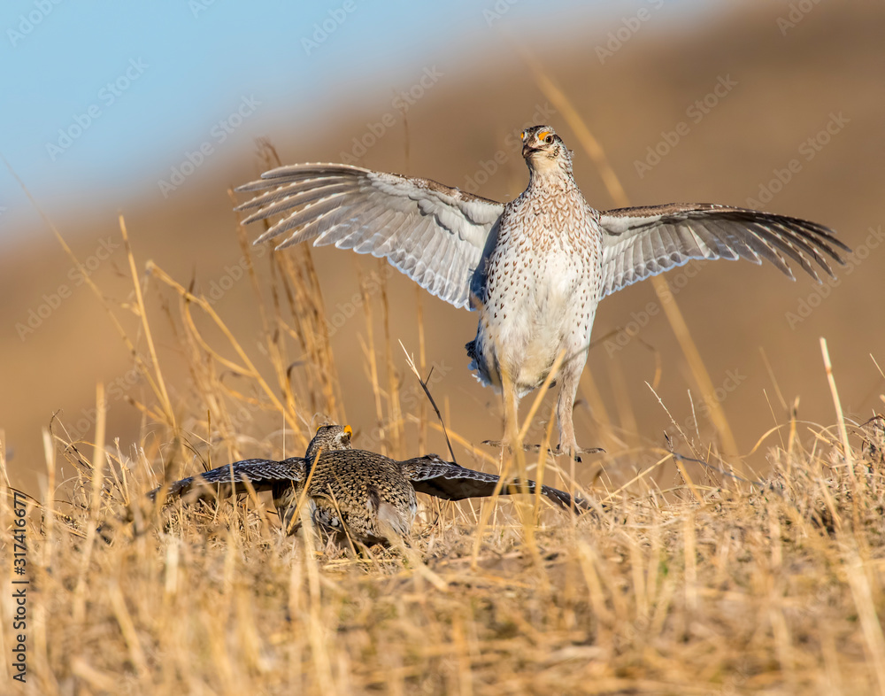 Fototapeta premium Sharp-tailed Grouse in the Nebraska Sandhills