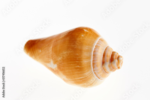 Isolated conch seashell on white background 