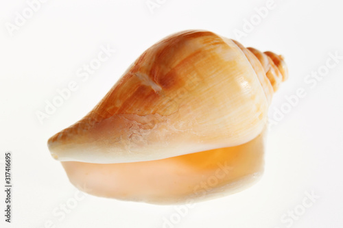 Isolated conch seashell on white background 