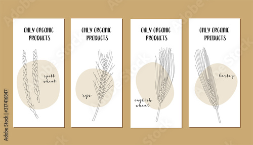 Set of flyers with continuous line grain crops (spelt wheat, rye, barley). Vector line art. Perfect for logo, business cards, cafe menu, restaurant banners, food flyers, icon, packaging design