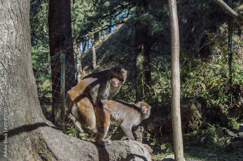 Monkeys having sex on the wild near Hanuman Statue