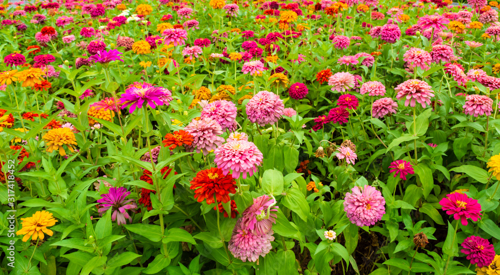 A field of zinnia elegans flowers, photographed in the courtyard of Hanoi Imperial Citadel, Vietnam.