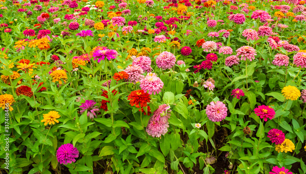 Fototapeta premium A field of zinnia elegans flowers, photographed in the courtyard of Hanoi Imperial Citadel, Vietnam.