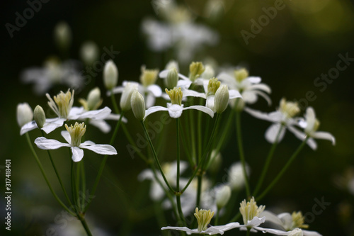 Fototapeta Naklejka Na Ścianę i Meble -  Small flowers with white petals have started to reveal on a clematis bush.