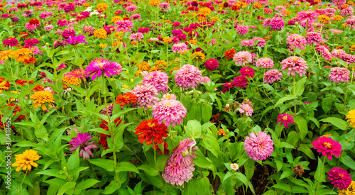A field of zinnia elegans flowers, photographed in the courtyard of Hanoi Imperial Citadel, Vietnam.
