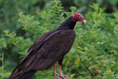 Image of a Turkey vulture shown perched. Photo taken in Panama.