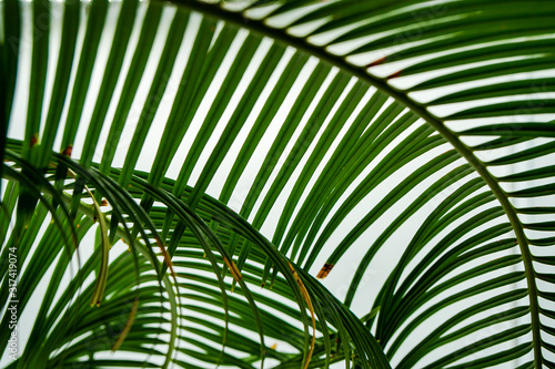 dark green palm leaves on a white background  colorful background
