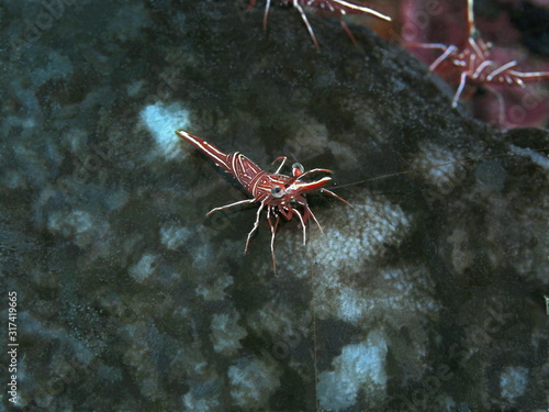 The amazing and mysterious underwater world of Indonesia  North Sulawesi  Manado  coral shrimp