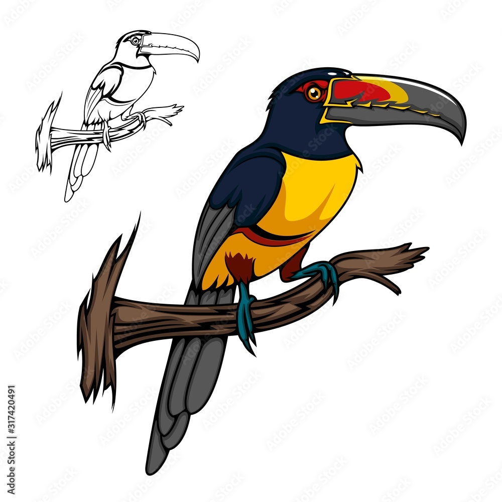 Vettoriale Stock Aracari toucan bird sitting on tree branch, vector cartoon  animal. Tropical exotic toucan of Amazon forest with yellow, red and black  feathers and large bright beak, tropical jungle wildlife or