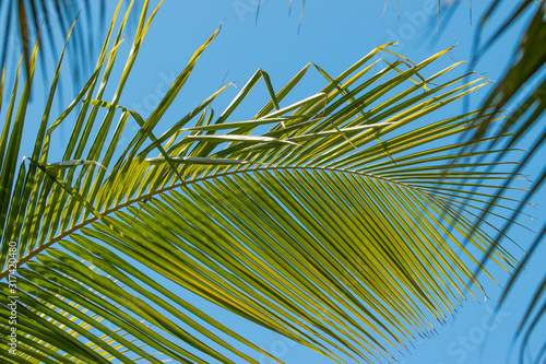 coconut tree branches as background