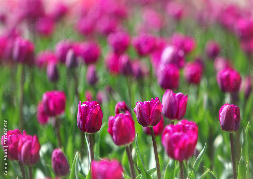 Bunte Tulpen im Frühlingsblüher Beet im Garten