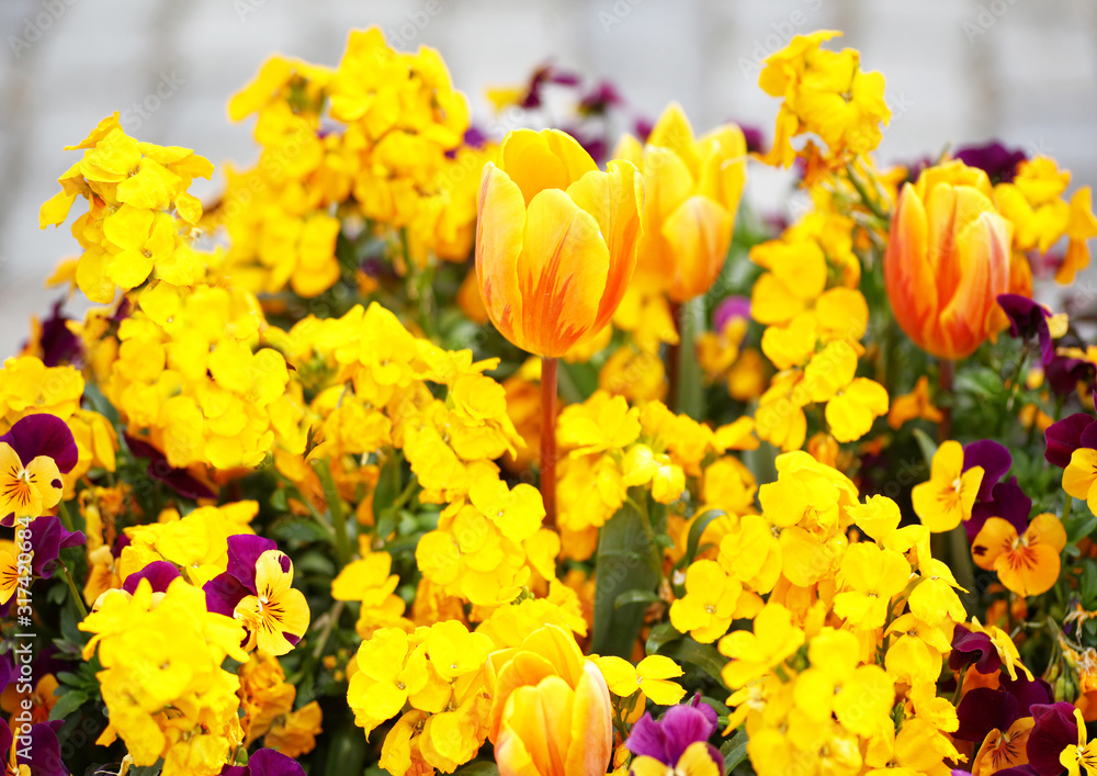 Blumenbeet mit gelben Tulpen und Goldlack im Garten Blumenbeet mit gelben Tulpen und Goldlack im Garten