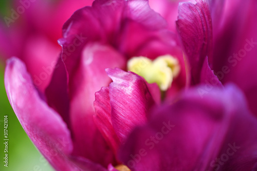 Tulip  close up
