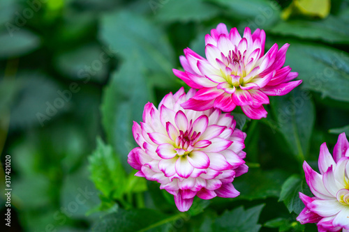 Beautiful flowers in the garden.