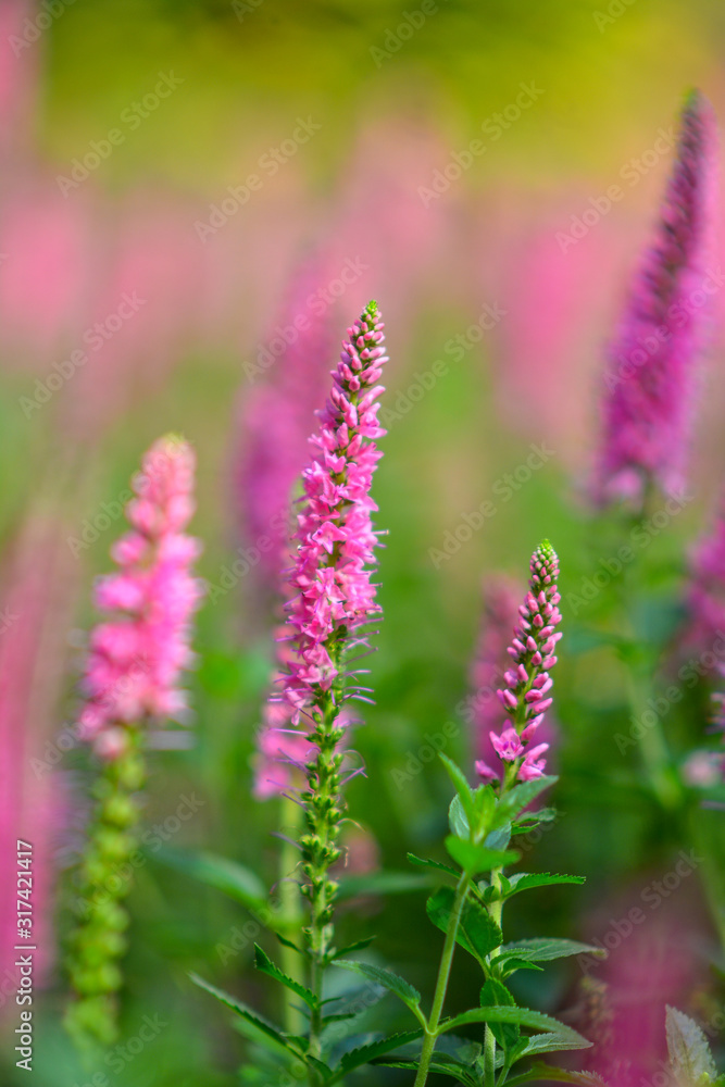 Beautiful flowers in the garden. Beautiful flowers in the garden.