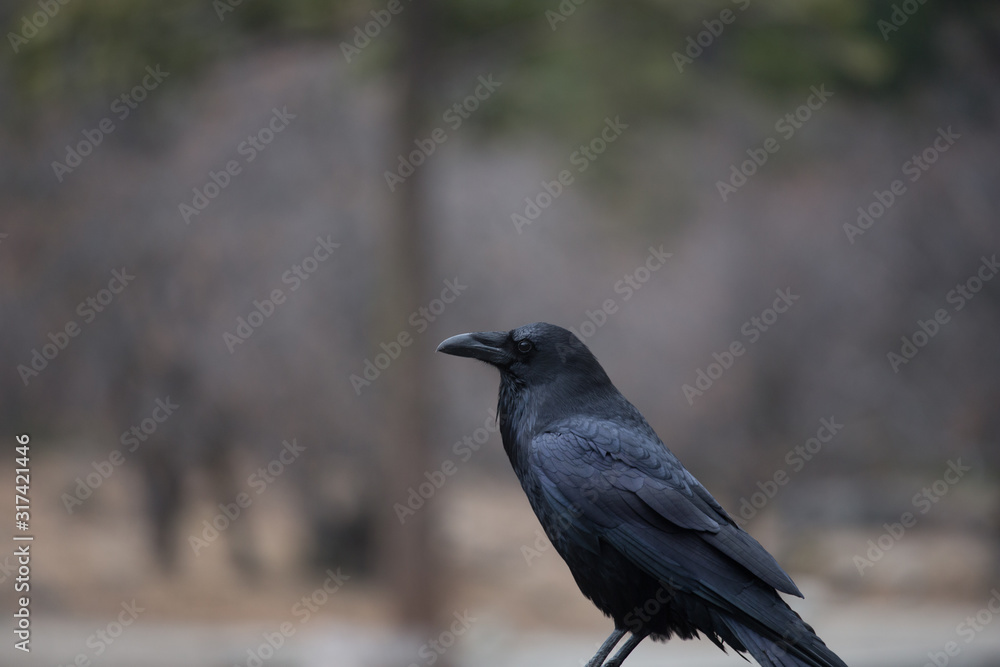 Black crow with colorful bokeh Black crow with colorful bokeh