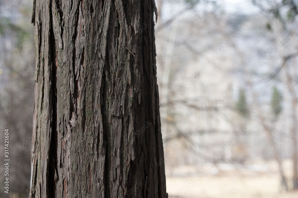 Beautiful redwood with bokeh in Yosemite Beautiful redwood with bokeh in Yosemite