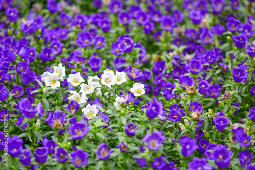 Beautiful flowers in the garden.