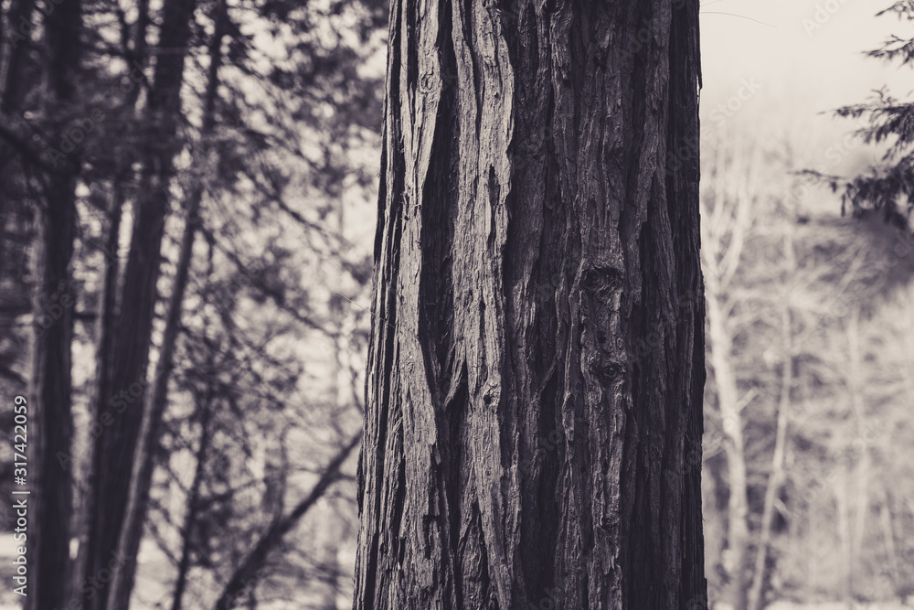 Beautiful plant covered in water droplets in black and white