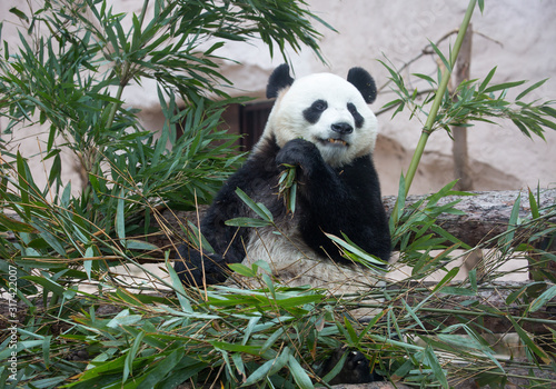Giant Panda. This is a mammal of the bear family with a black-and-white coat color. The big Panda is found only in the mountain forests of China.