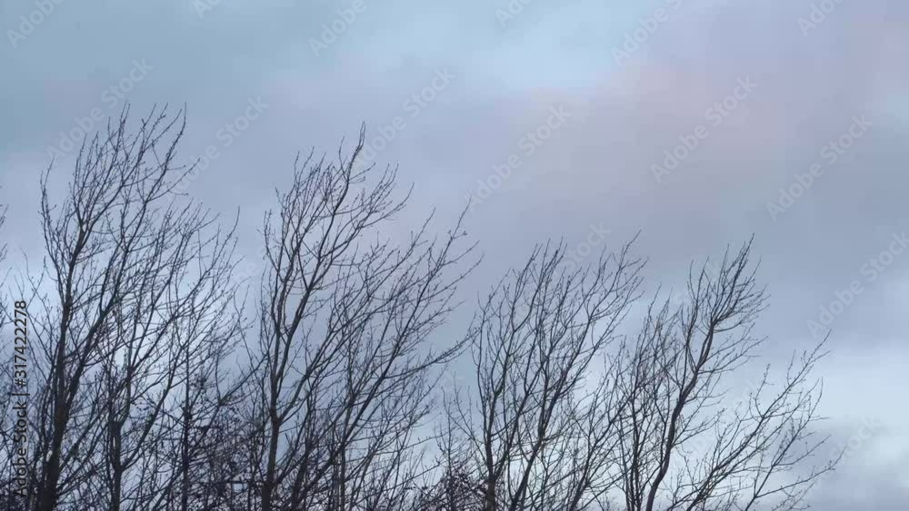 Clouds moving fast behind leafless tree Clouds moving fast behind leafless tree