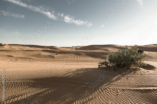 Desert landscape at the Emirates